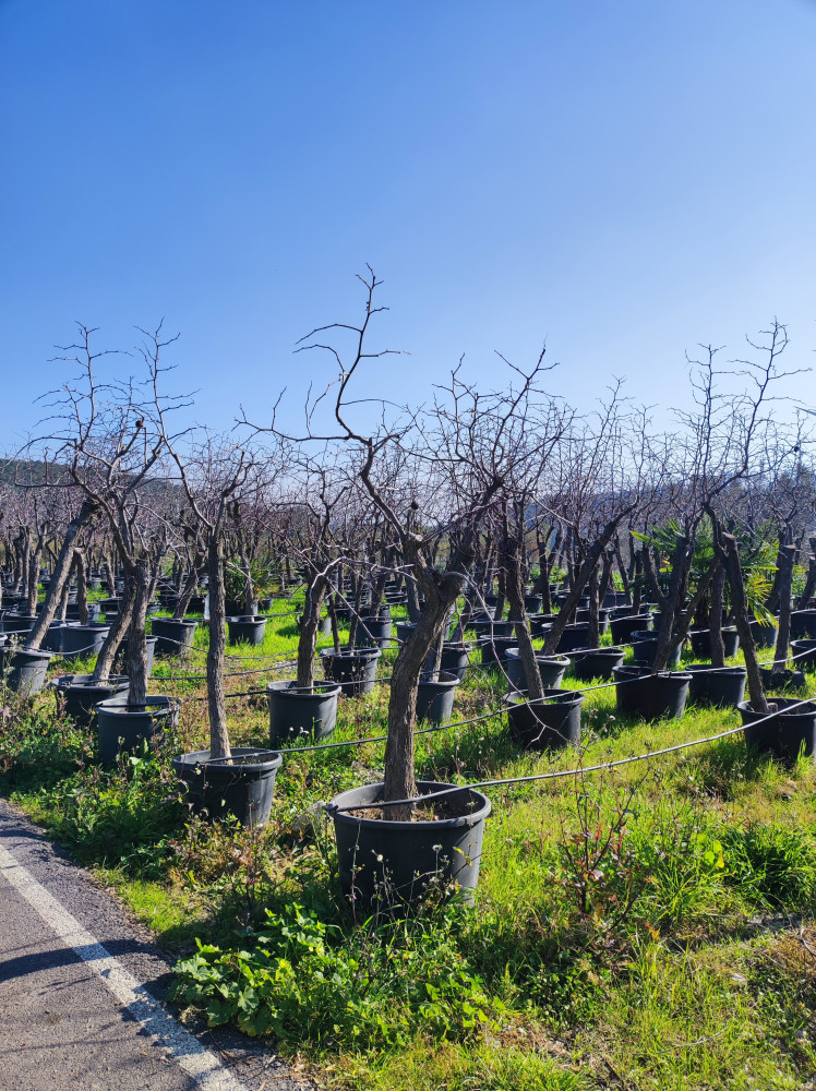 Jujube tree