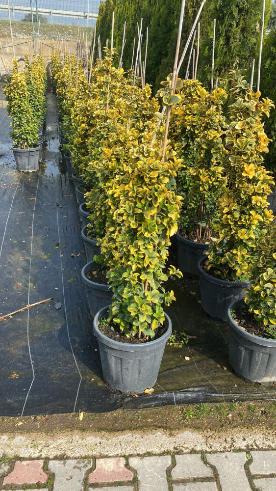 Italian cypress