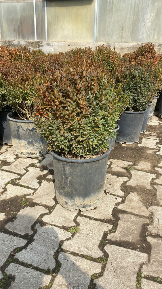Buxus