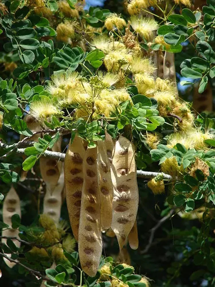Silk tree
