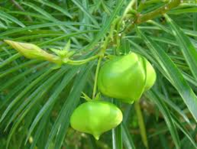 Cassia glauca 