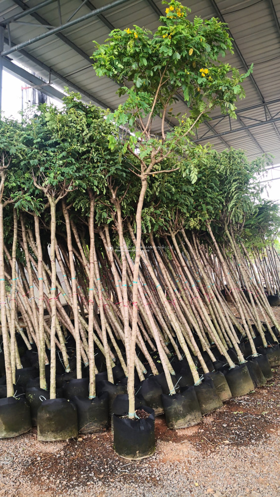 Cassia glauca 