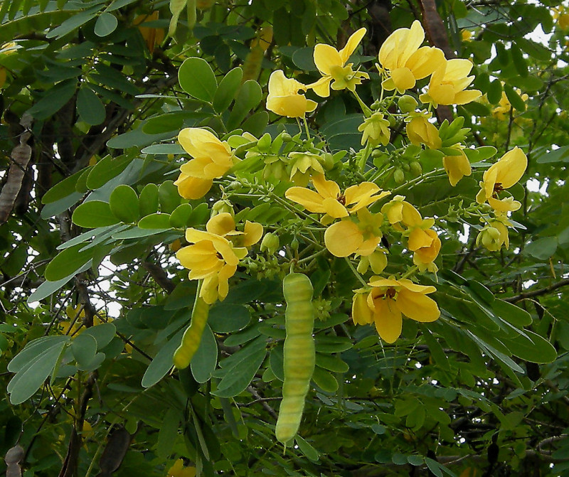 Cassia glauca 