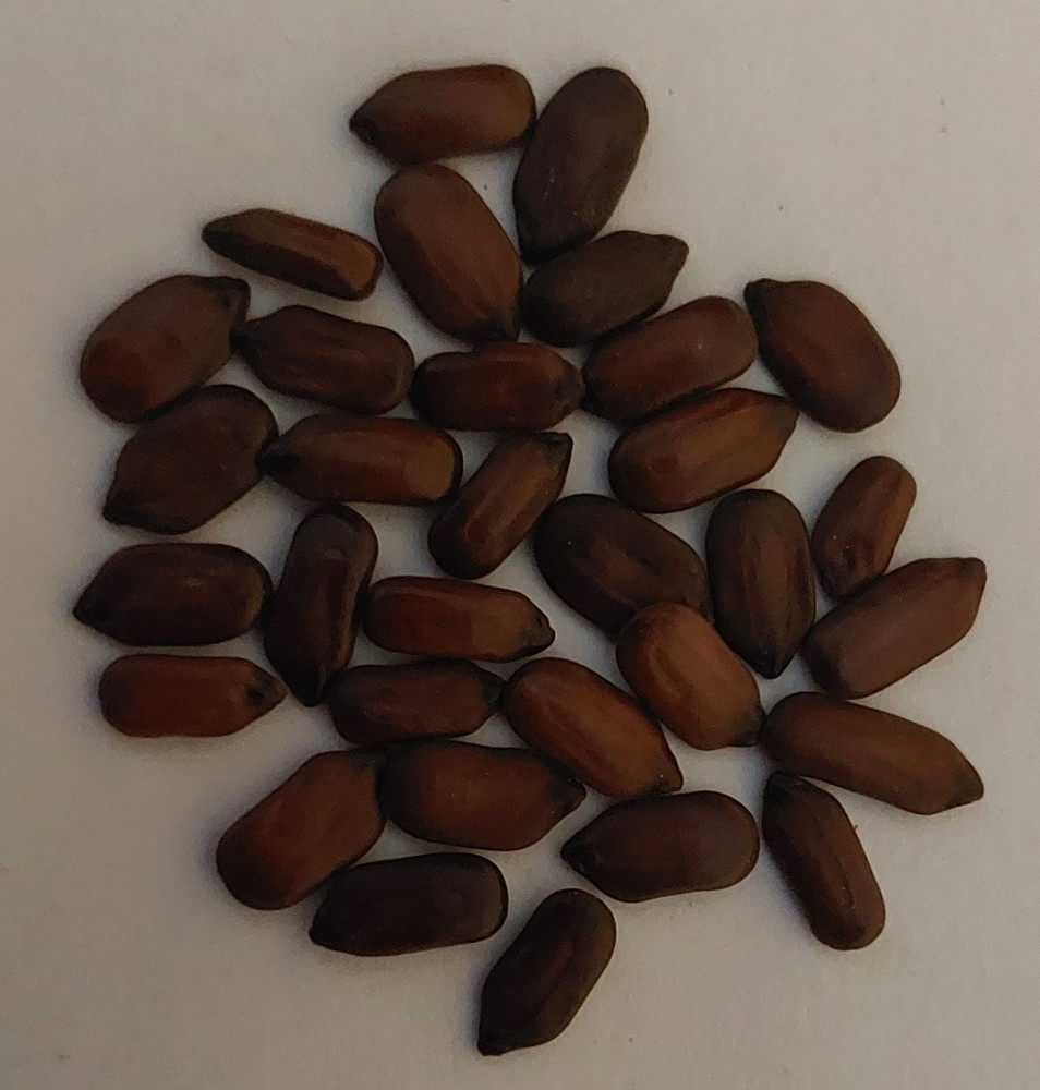 Cassia glauca 