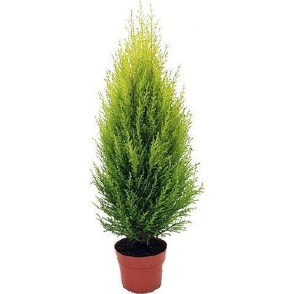 Monterey Cypress