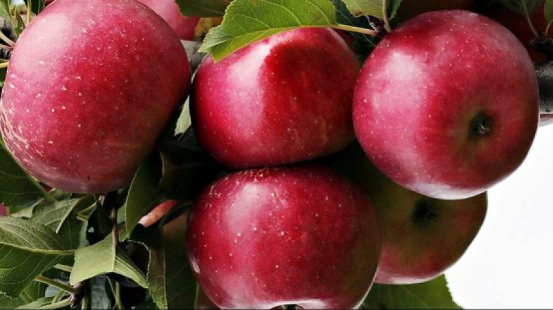 Red apple Brarburn 