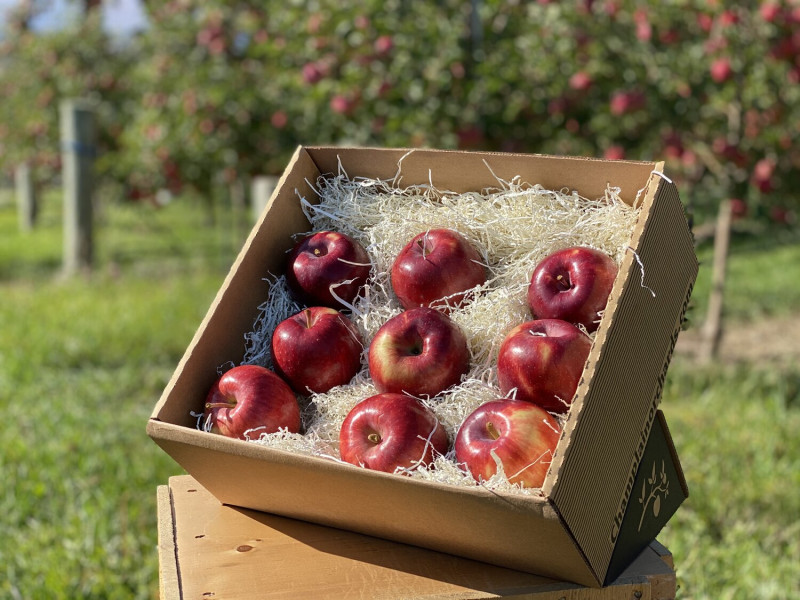 Red apple Cortland