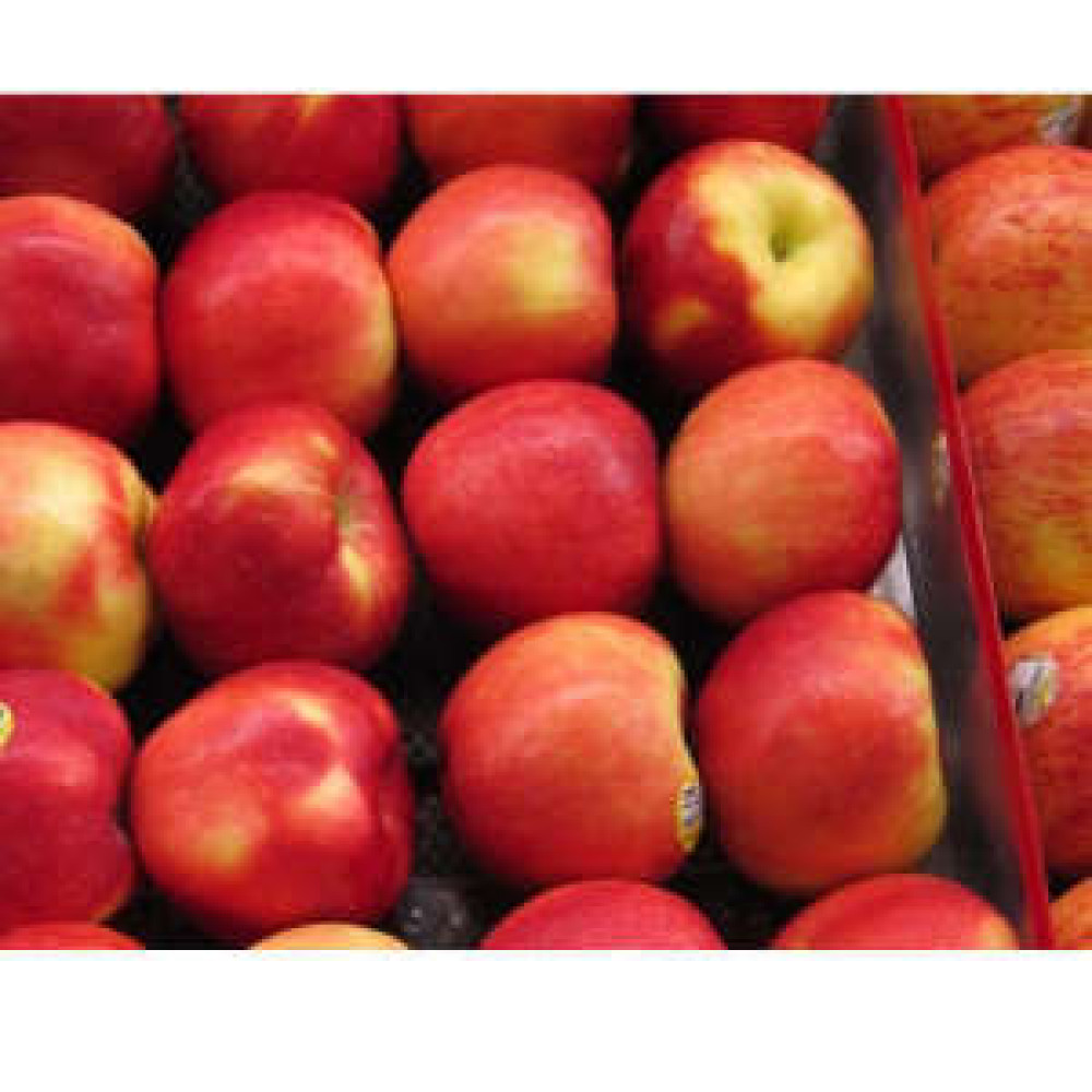 Red apple Fuji