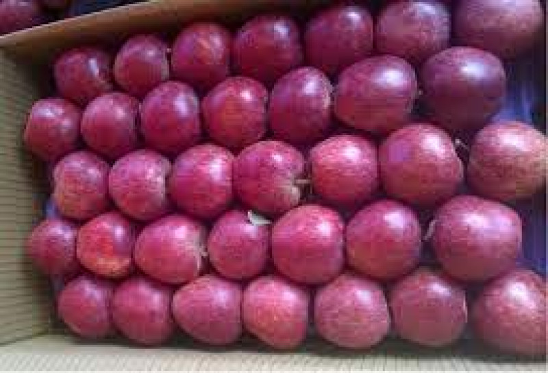Red apple Red Delicious