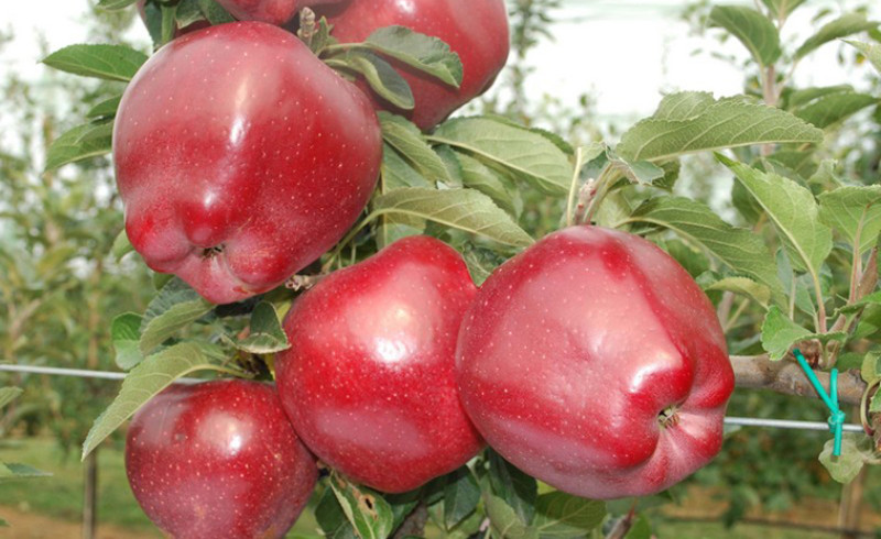 Red apple Red Delicious