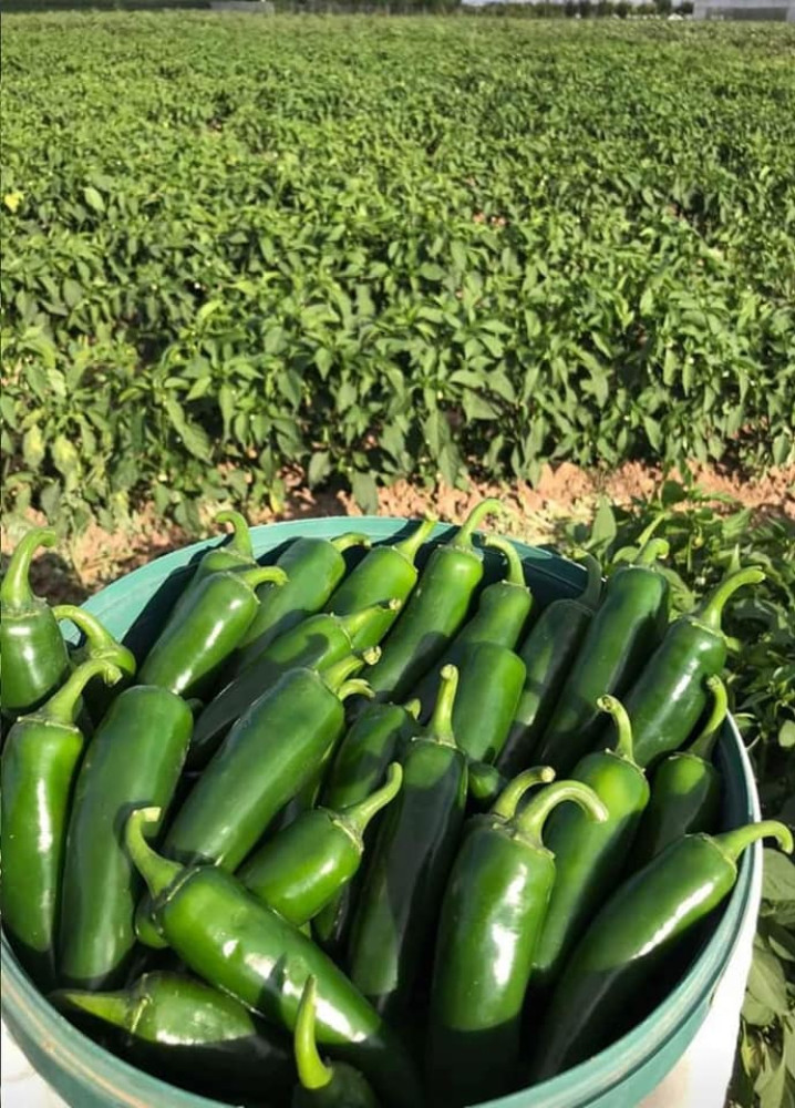 Green pepper