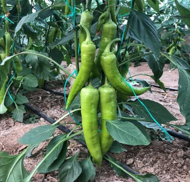 Green pepper