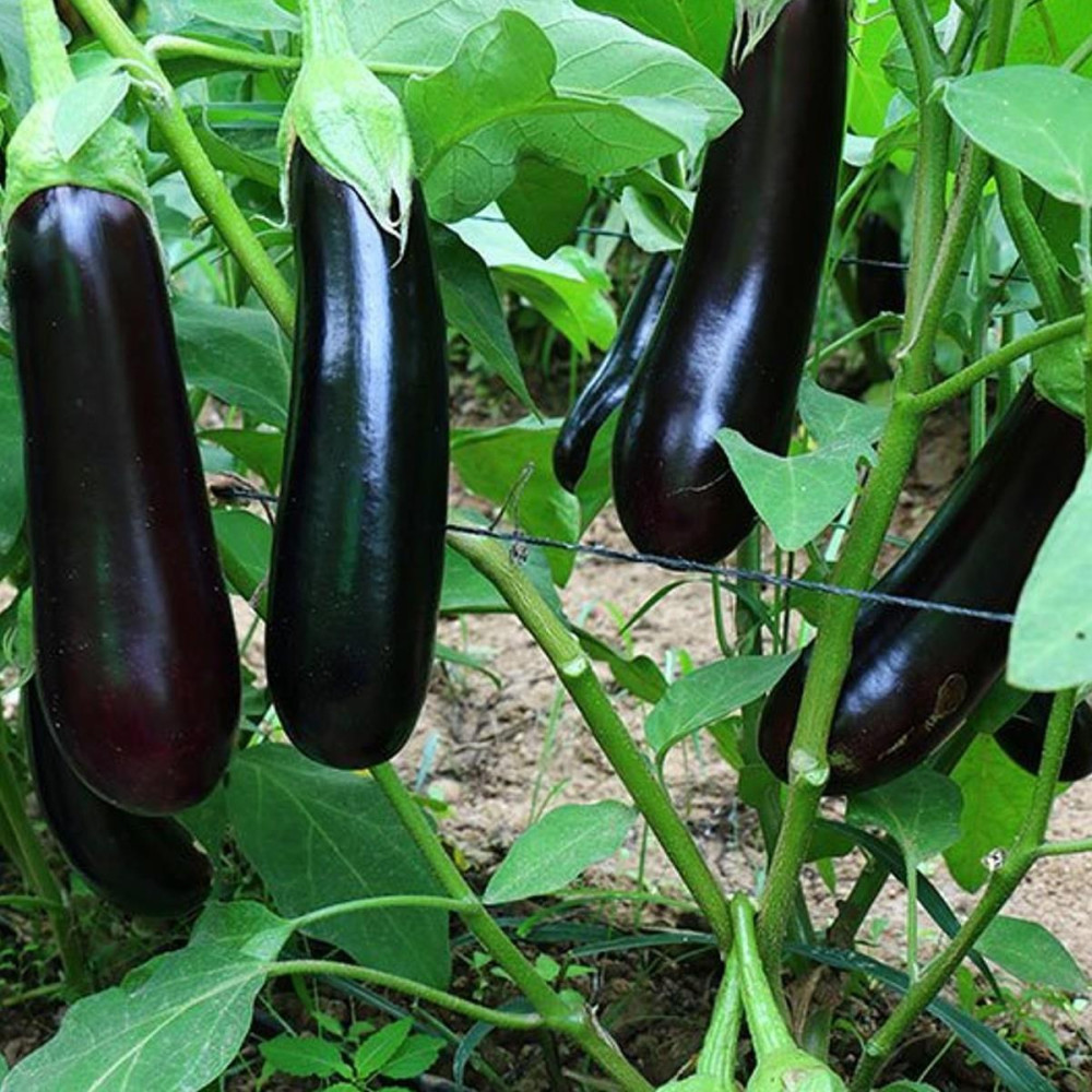 Kemer eggplant