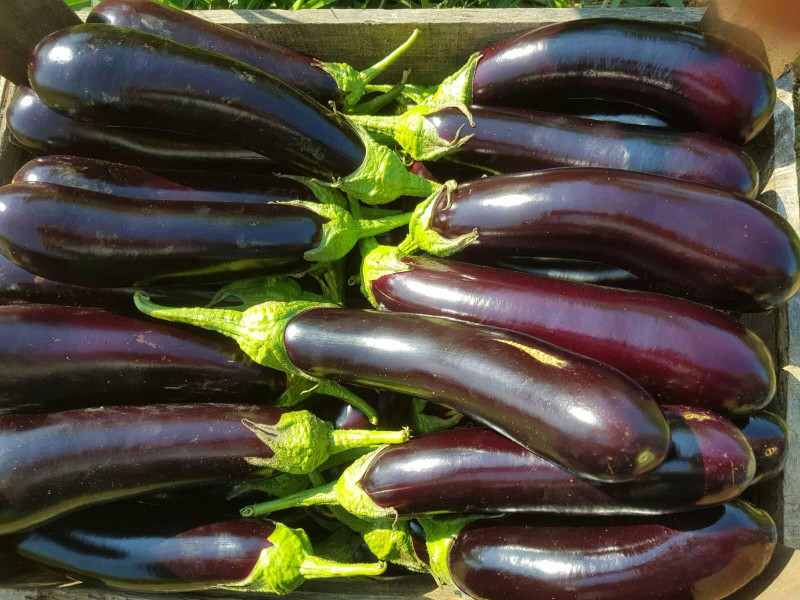 Kemer eggplant