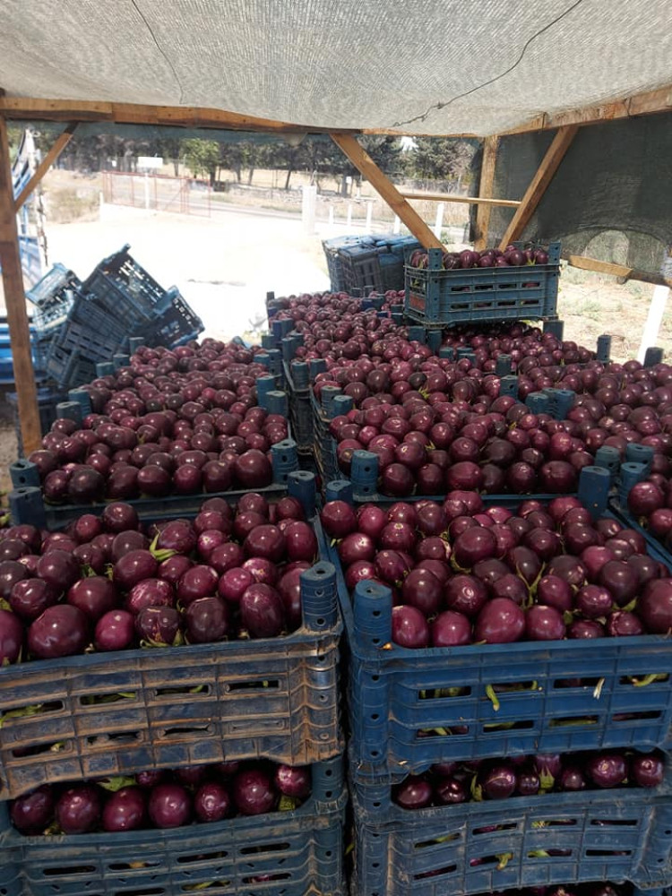 Kemer eggplant