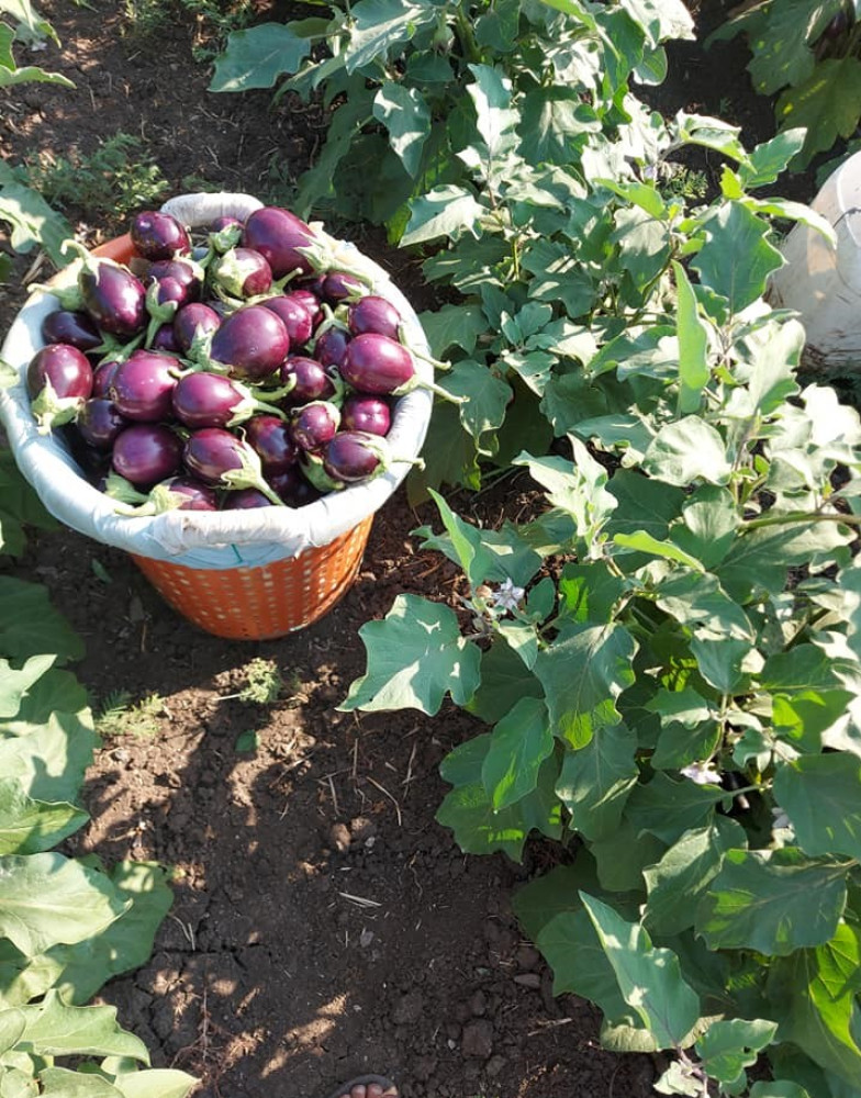 BOSTAN eggplant