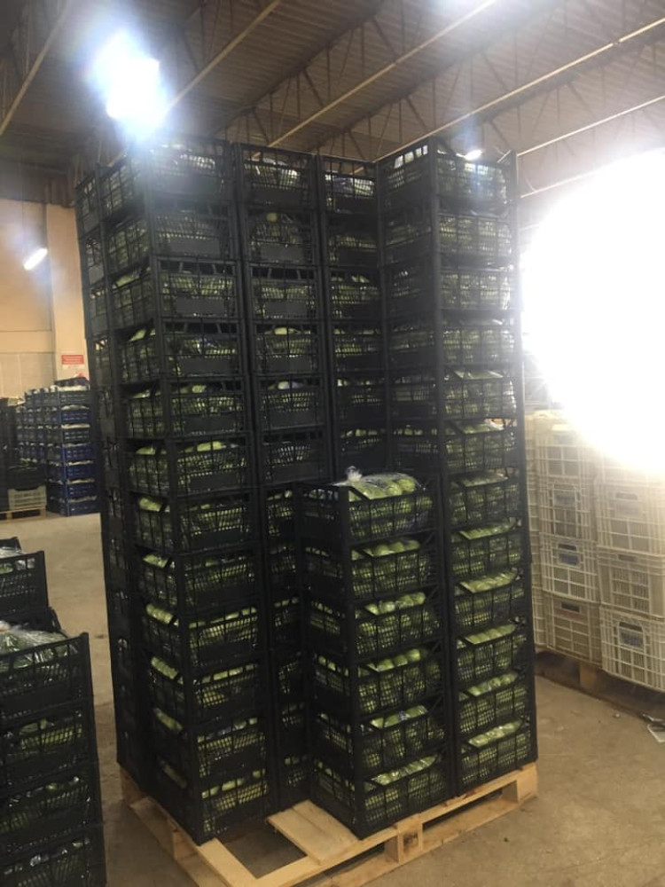zucchini 