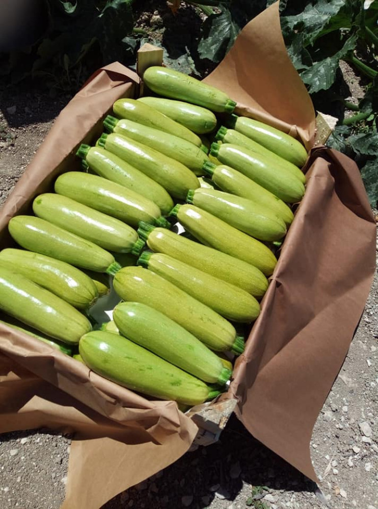 zucchini 