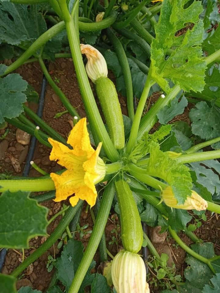 zucchini 