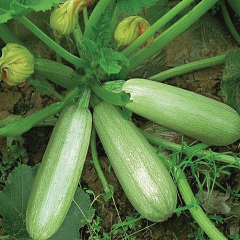 zucchini 