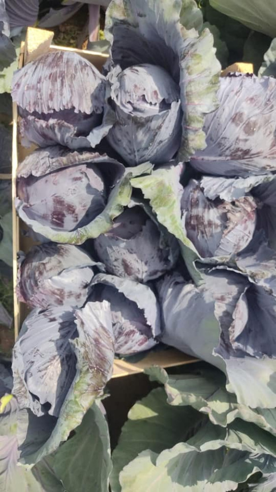 Purple cabbage