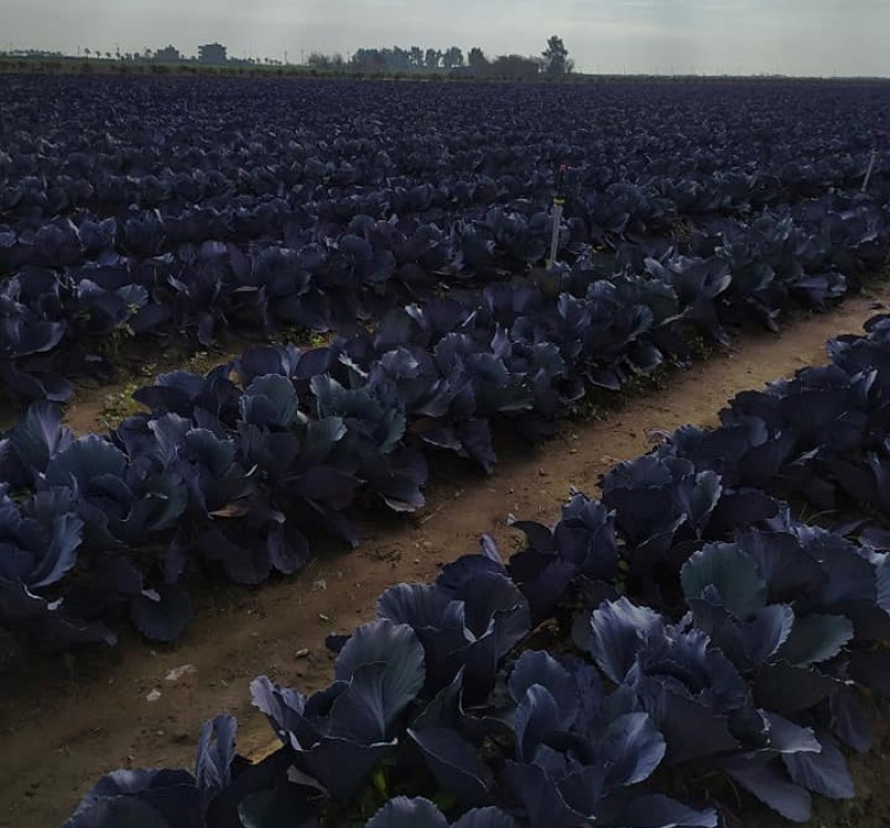 Purple cabbage