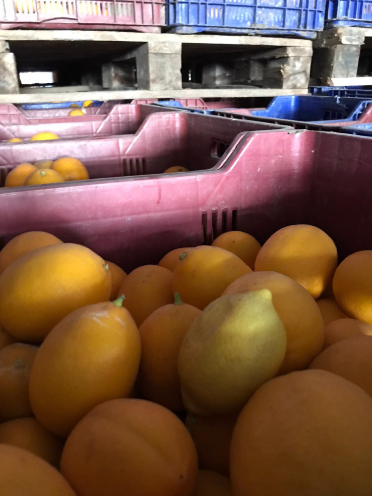 Lemon Mayer