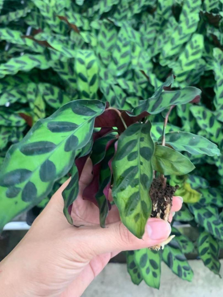 Calathea- Maranta leuconeura E.Morren