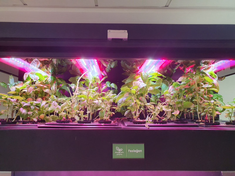 Soil-less Agriculture System