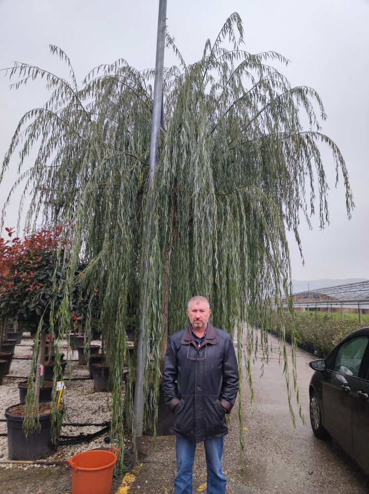 Salix babylonica