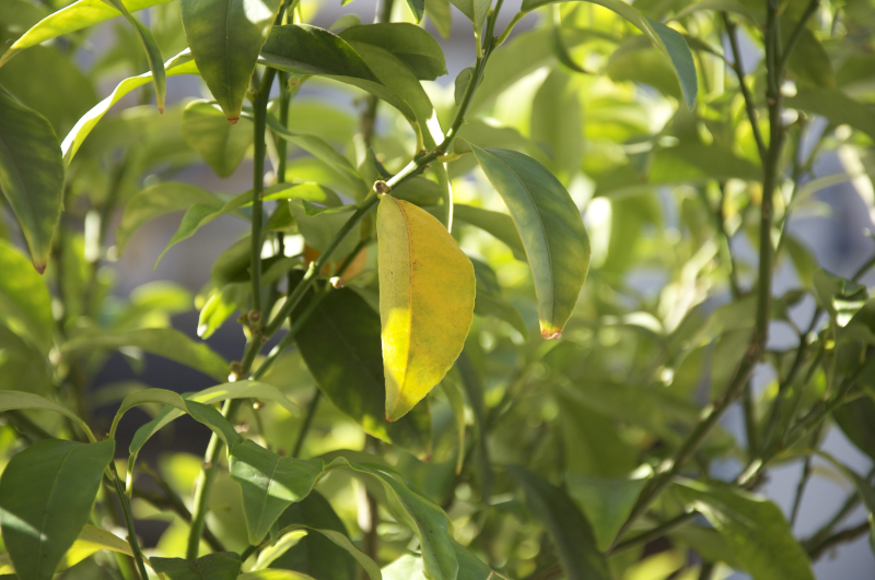 Abelia edouard