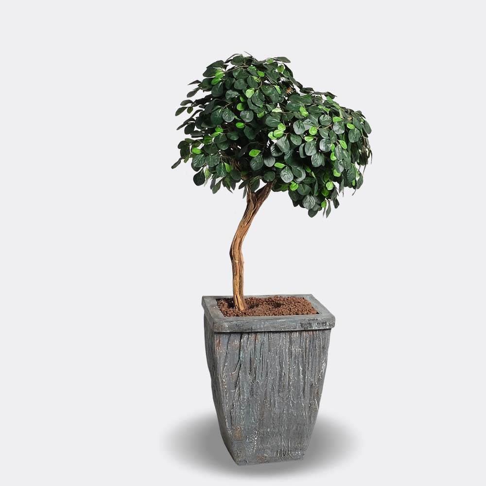 Alava Pittosporum
