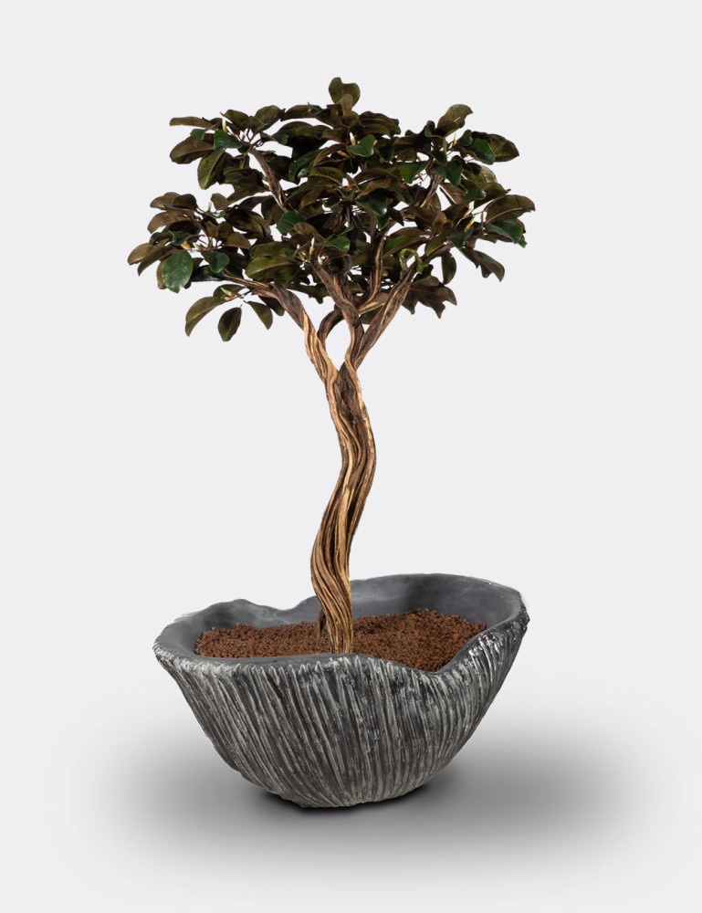Algenib Magnolia